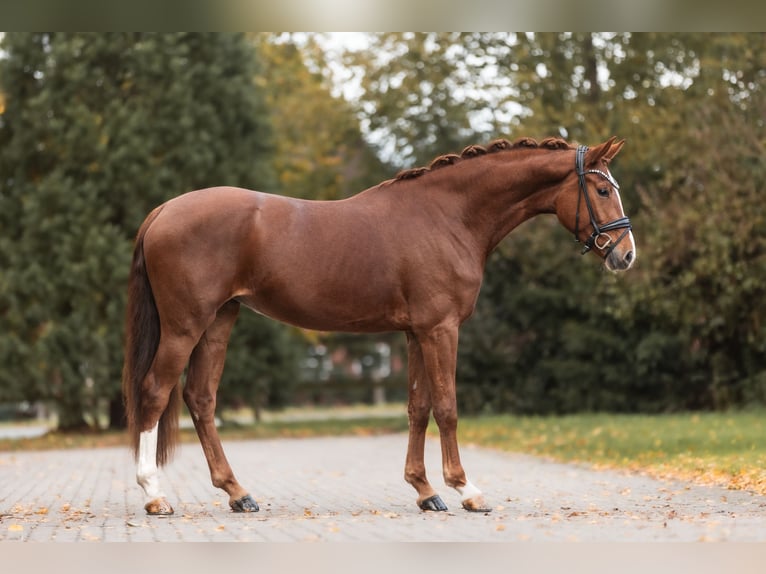 KWPN Giumenta 3 Anni 168 cm Sauro in Lippetal