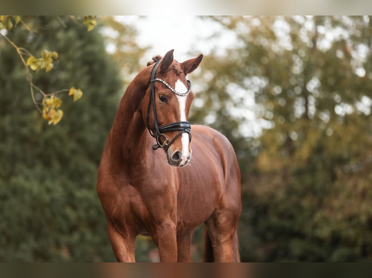 KWPN Giumenta 3 Anni 168 cm Sauro in Lippetal