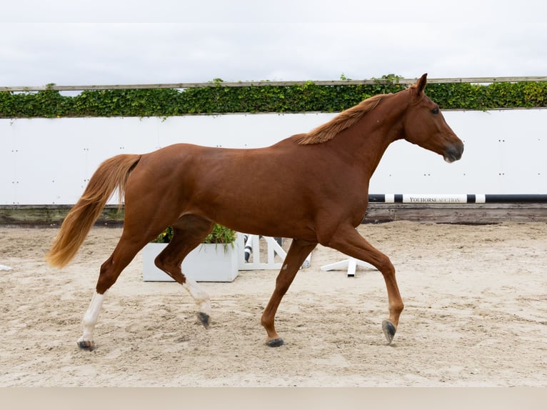 KWPN Giumenta 3 Anni 168 cm Sauro in Waddinxveen