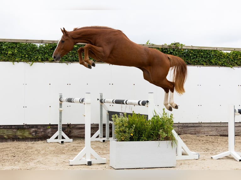 KWPN Giumenta 3 Anni 168 cm Sauro in Waddinxveen