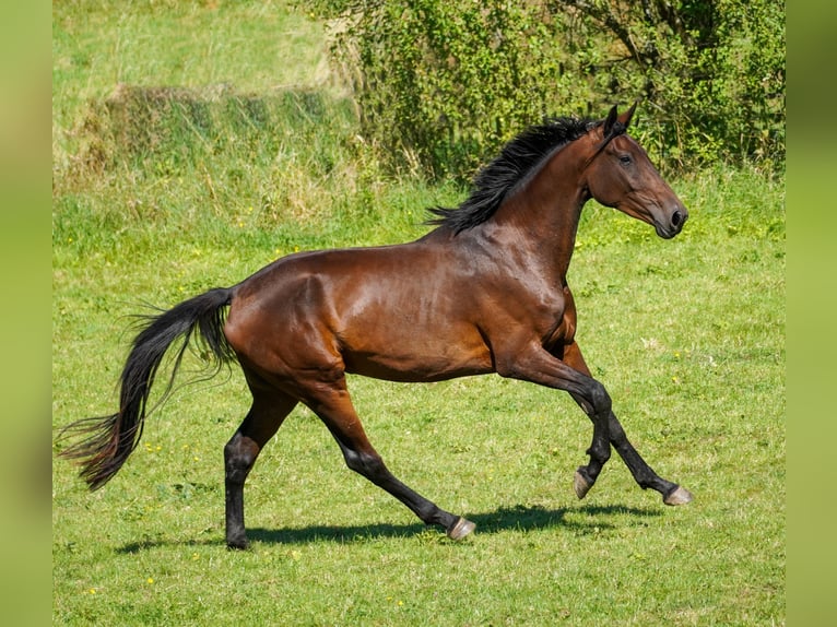 KWPN Giumenta 3 Anni 169 cm Baio in Nettersheim