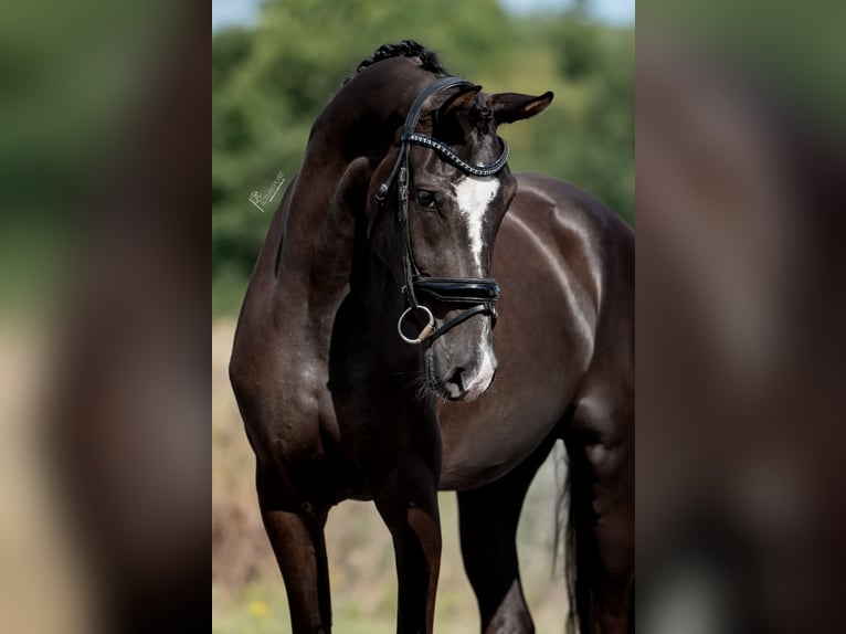 KWPN Giumenta 3 Anni 169 cm Baio scuro in Belgie