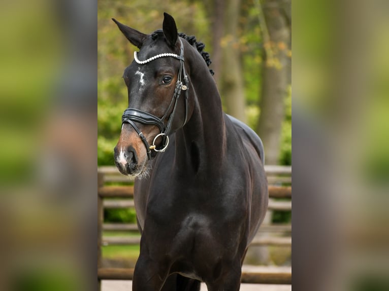 KWPN Giumenta 3 Anni 169 cm Baio scuro in Loon op Zand