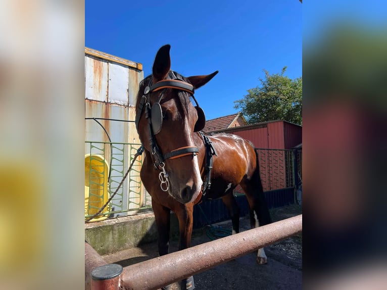 KWPN Giumenta 3 Anni 170 cm Baio scuro in Jászberény