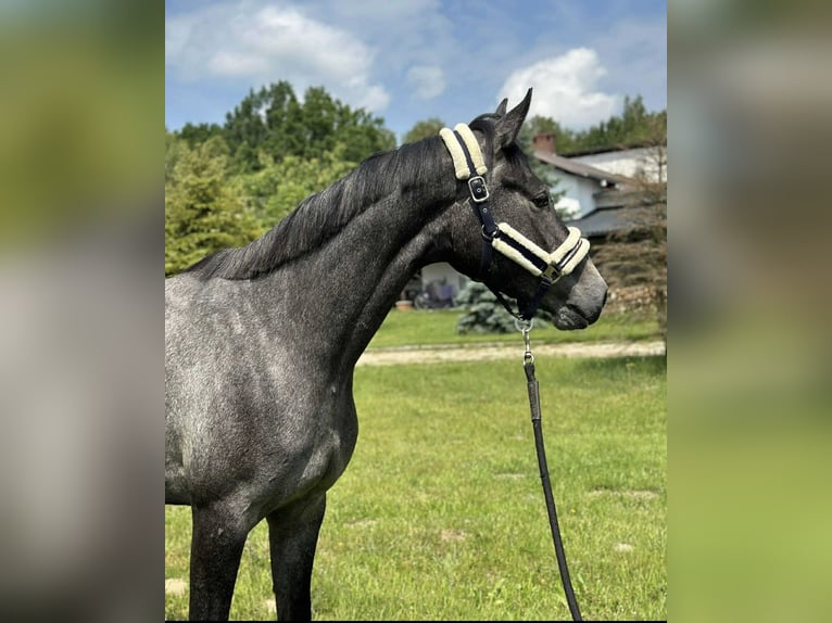 KWPN Giumenta 3 Anni 170 cm Grigio in Głoska