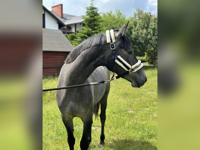 KWPN Giumenta 3 Anni 170 cm Grigio in Głoska