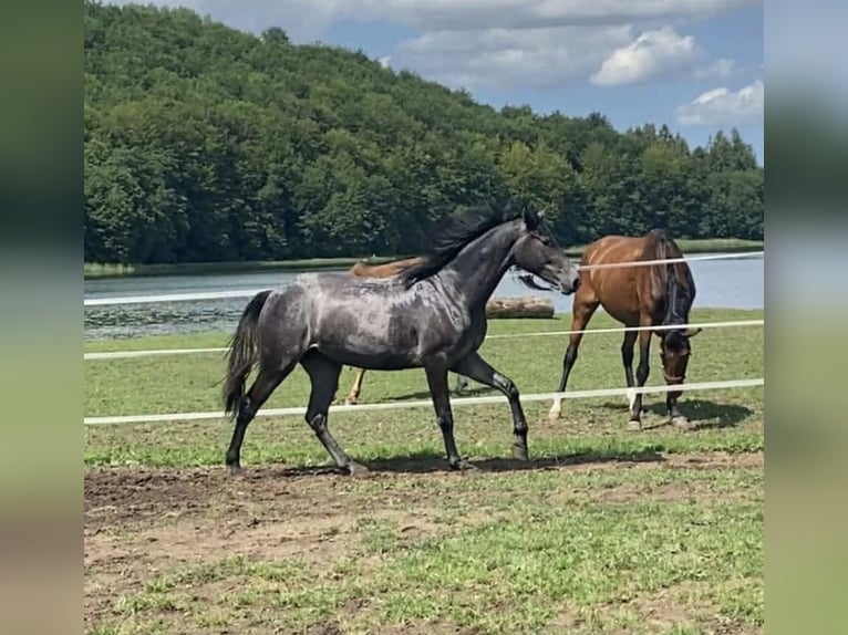 KWPN Giumenta 3 Anni 170 cm Grigio in Głoska