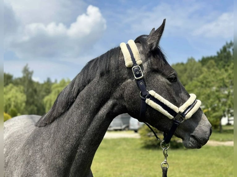 KWPN Giumenta 3 Anni 170 cm Grigio in Głoska