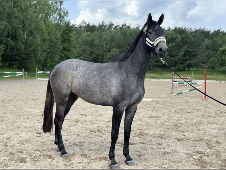 KWPN Giumenta 3 Anni 170 cm Grigio in Głoska