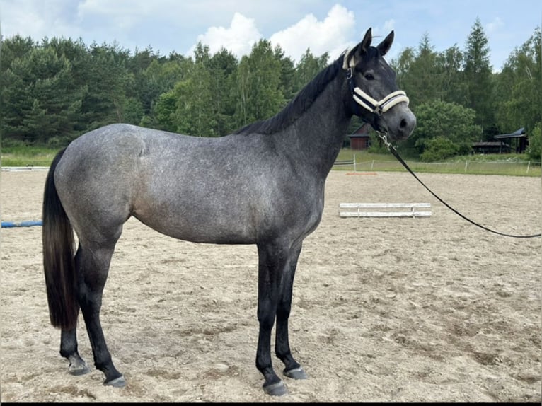 KWPN Giumenta 3 Anni 170 cm Grigio in Głoska