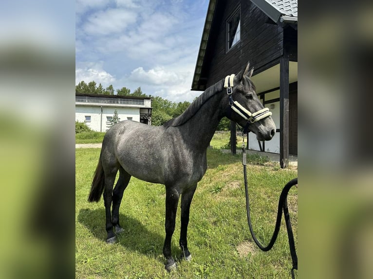 KWPN Giumenta 3 Anni 170 cm Grigio in Głoska