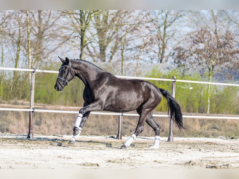 KWPN Giumenta 3 Anni 170 cm Morello in Biest-Houtakker