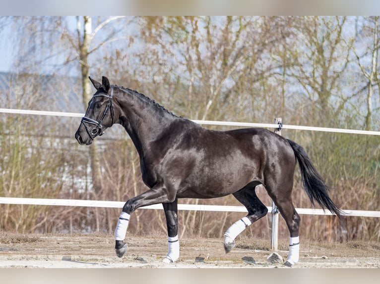 KWPN Giumenta 3 Anni 170 cm Morello in Biest-Houtakker