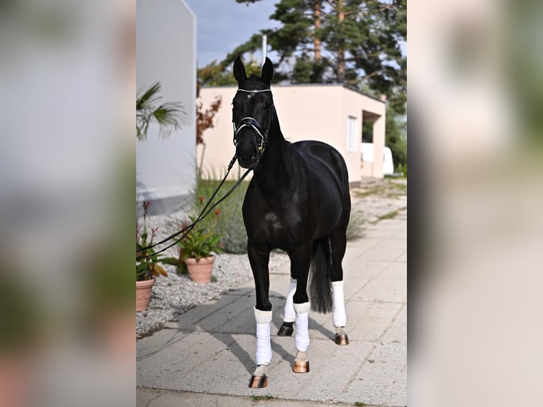 KWPN Giumenta 3 Anni 170 cm Morello in Czech