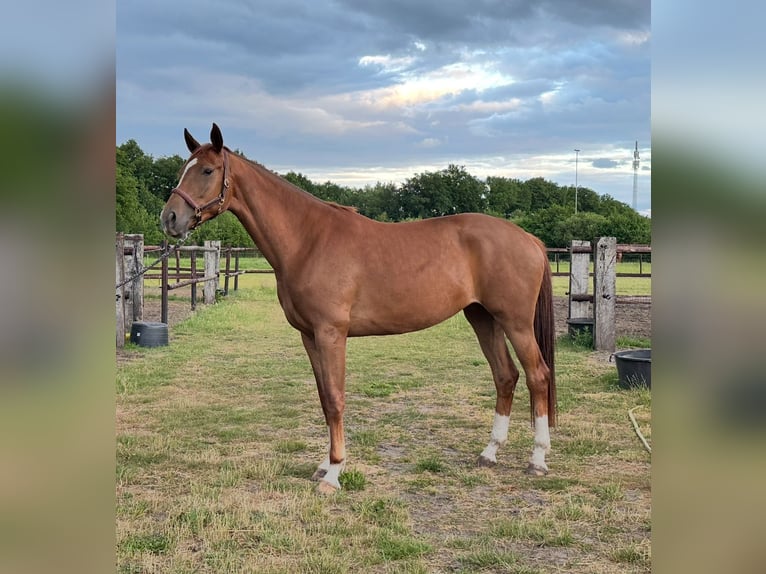 KWPN Giumenta 3 Anni 170 cm Sauro in Oirschot
