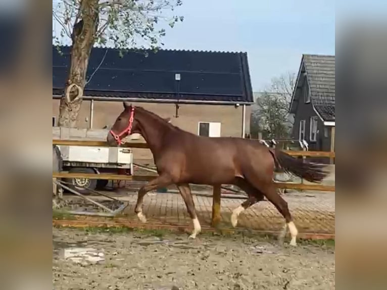 KWPN Giumenta 3 Anni 170 cm Sauro in Oirschot