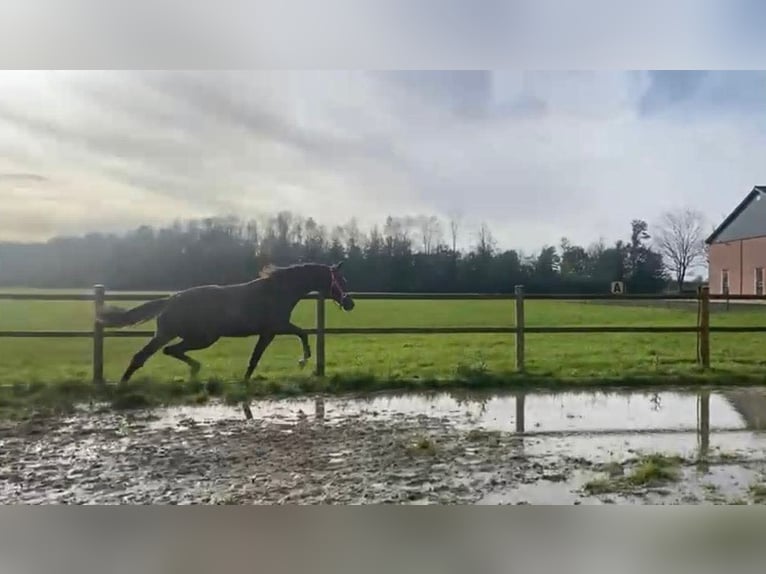 KWPN Giumenta 3 Anni 170 cm Sauro in Oirschot