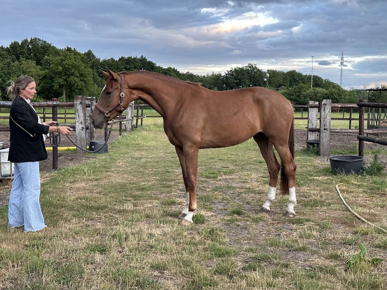 KWPN Giumenta 3 Anni 170 cm Sauro in Oirschot