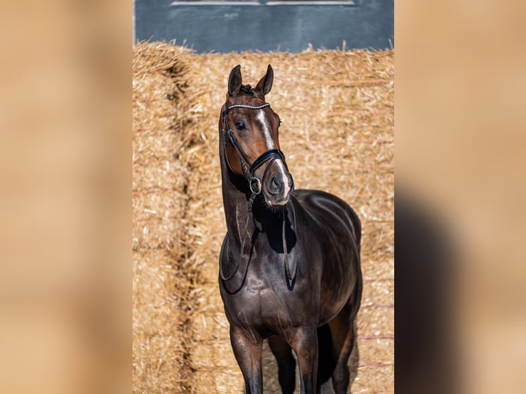 KWPN Giumenta 3 Anni 171 cm Baio nero in Wijdenes