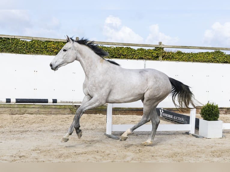 KWPN Giumenta 3 Anni 171 cm Grigio in Waddinxveen
