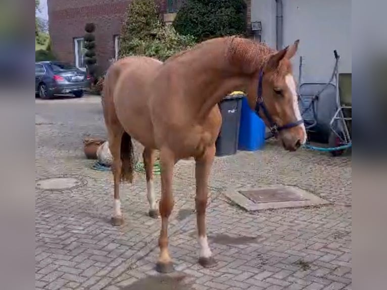 KWPN Giumenta 3 Anni 172 cm Baio chiaro in Markwerben