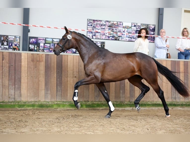 KWPN Giumenta 3 Anni 172 cm Baio scuro in Rijnsburg