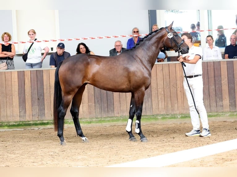 KWPN Giumenta 3 Anni 172 cm Baio scuro in Rijnsburg