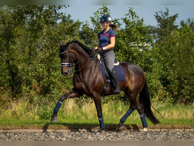 KWPN Giumenta 3 Anni 172 cm Baio scuro in Rijnsburg