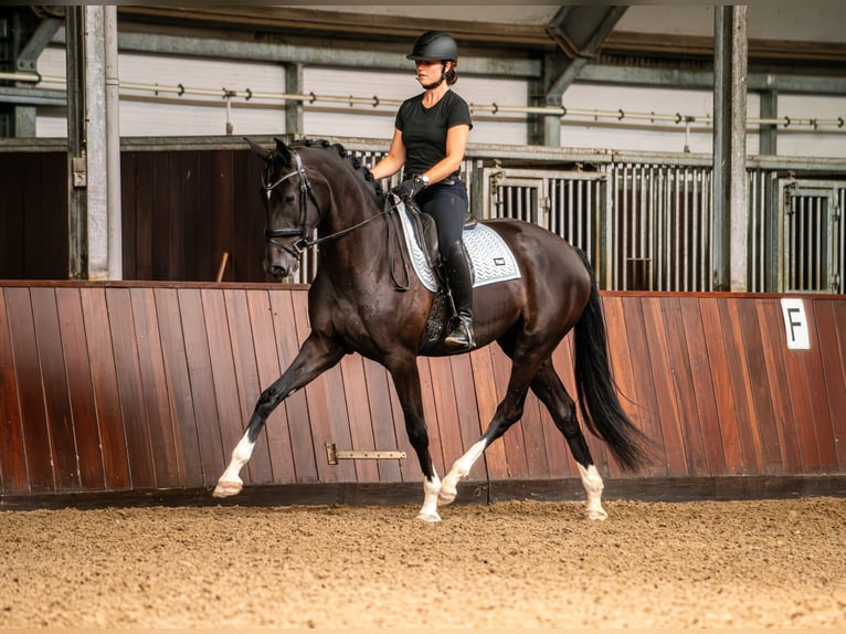 KWPN Giumenta 3 Anni 172 cm Morello in Rijnsburg