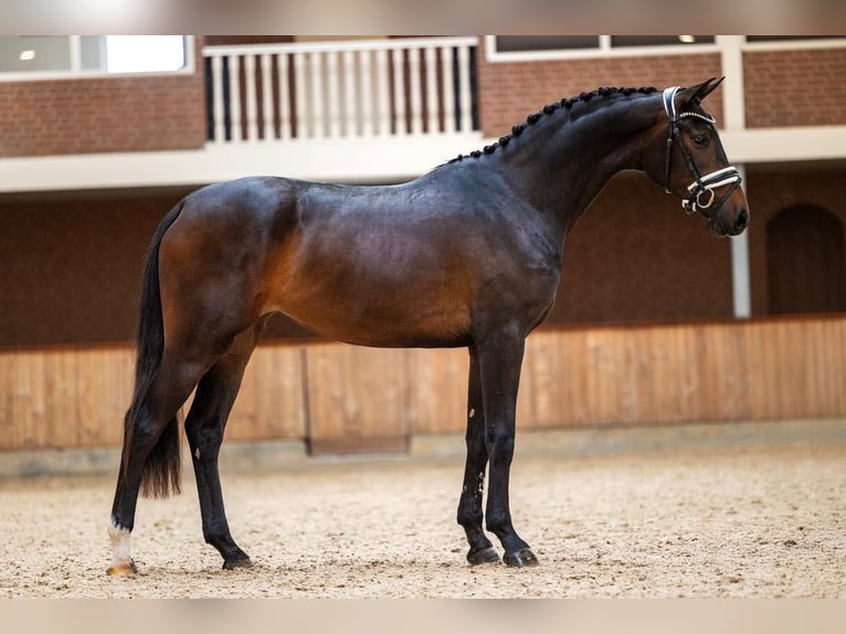 KWPN Giumenta 3 Anni 172 cm Sauro in Wamel
