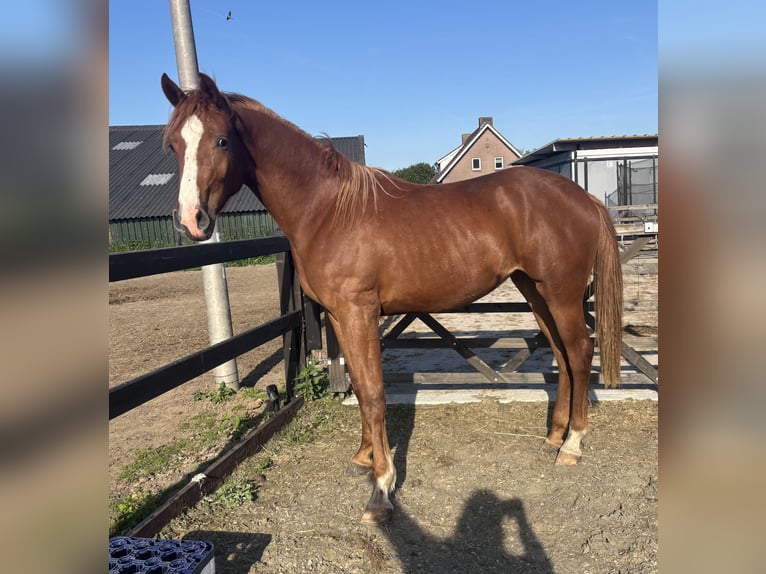KWPN Giumenta 3 Anni 172 cm Sauro in Wamel