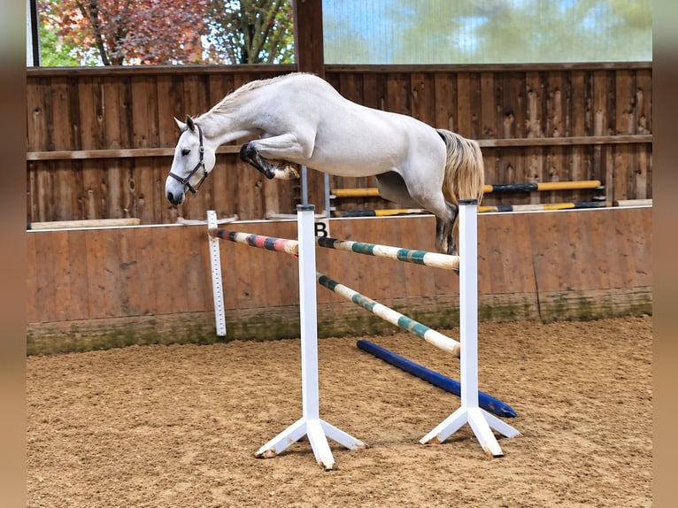 KWPN Giumenta 3 Anni 173 cm Grigio in Königsbach-Stein