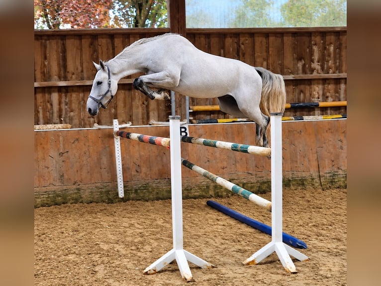KWPN Giumenta 3 Anni 173 cm Grigio in Königsbach-Stein