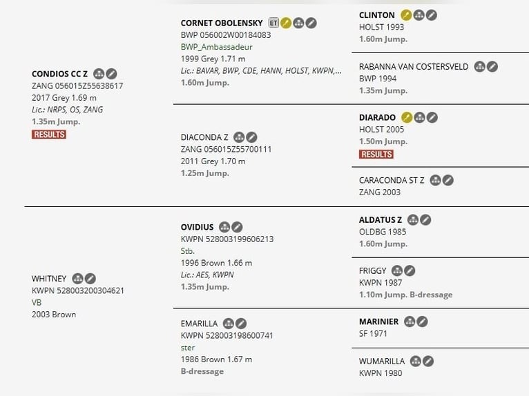 KWPN Giumenta 3 Anni 173 cm Grigio in Elze