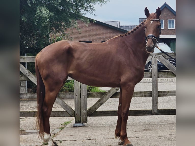 KWPN Giumenta 3 Anni 174 cm Sauro in Someren