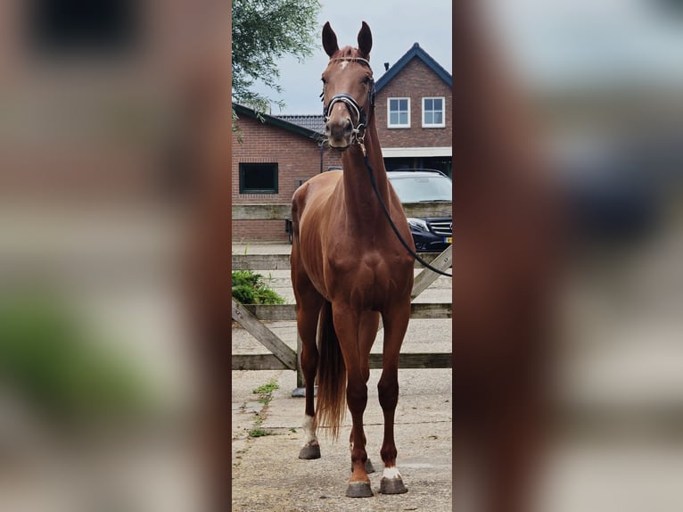 KWPN Giumenta 3 Anni 174 cm Sauro in Someren