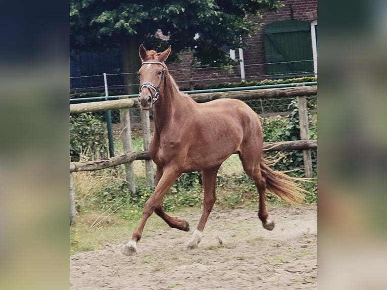 KWPN Giumenta 3 Anni 174 cm Sauro in Someren