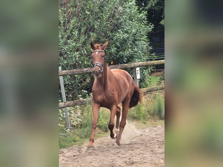 KWPN Giumenta 3 Anni 174 cm Sauro in Someren