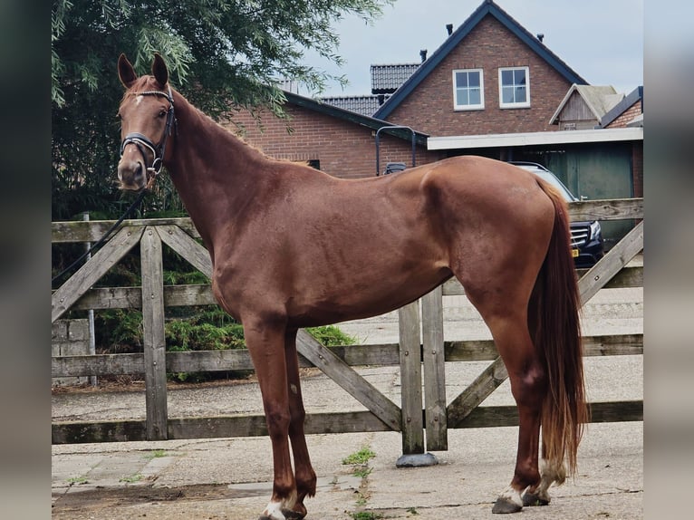 KWPN Giumenta 3 Anni 174 cm Sauro in Someren
