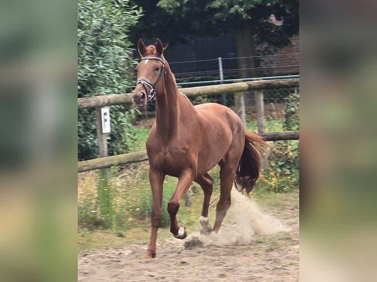KWPN Giumenta 3 Anni 174 cm Sauro in Someren