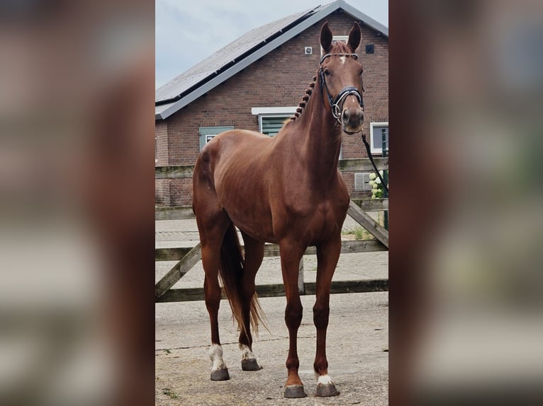KWPN Giumenta 3 Anni 174 cm Sauro in Someren
