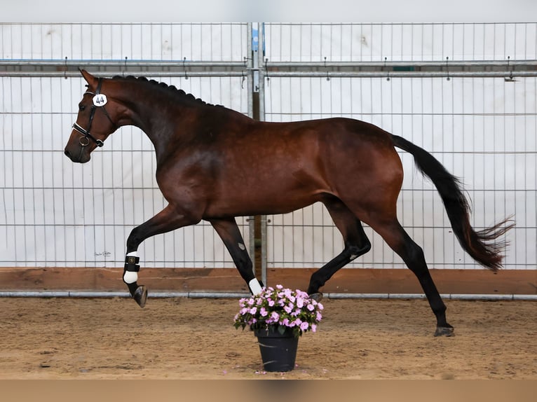 KWPN Giumenta 3 Anni 175 cm Baio in Hindeloopen
