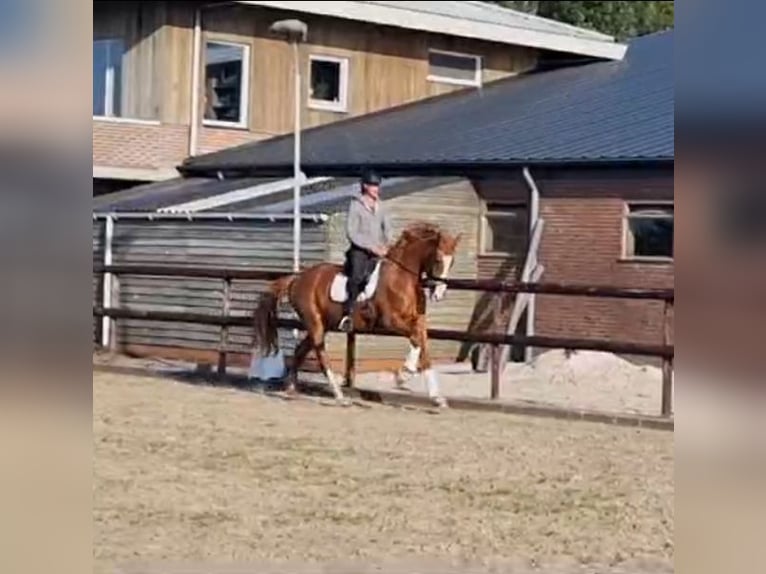 KWPN Giumenta 3 Anni 175 cm Sauro in Wijdenes