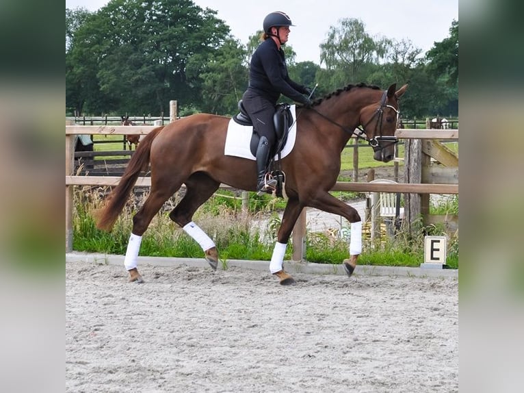 KWPN Giumenta 3 Anni 176 cm Sauro scuro in Prinsenbeek