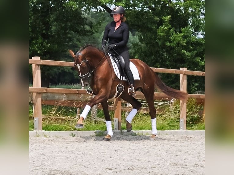 KWPN Giumenta 3 Anni 176 cm Sauro scuro in Prinsenbeek