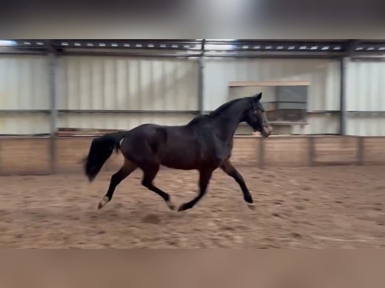 KWPN Giumenta 3 Anni Baio in Oldeberkoop