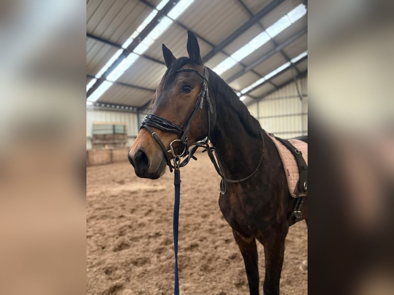 KWPN Giumenta 3 Anni Baio in Oldeberkoop