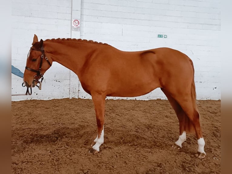 KWPN Mix Giumenta 4 Anni 142 cm Sauro scuro in Stirling