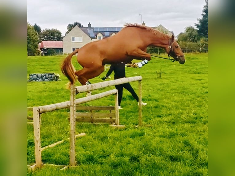 KWPN Mix Giumenta 4 Anni 142 cm Sauro scuro in Stirling