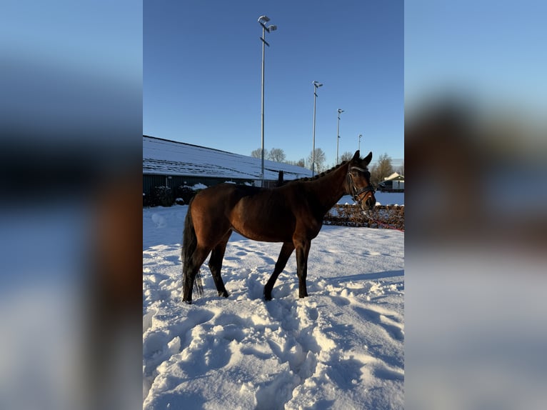 KWPN Giumenta 4 Anni 153 cm Baio scuro in Utrecht